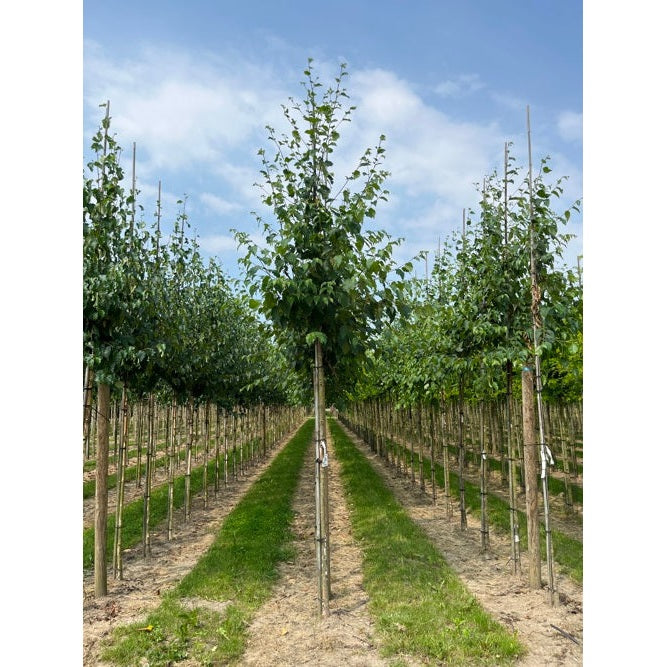 Pappersbjörk - Betula papyrifera - Stammens omkrets 14-16 cm, höjd 3,5-4 meter, HS,